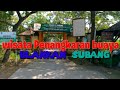 Wisata Penangkaran Buaya Blanakan Subang