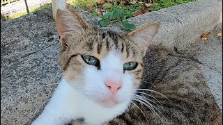 公園で出会った可愛い猫たち