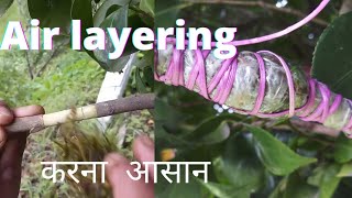 Air layering | कमेलिया में गुटी कलम | गुटी कलम करना कितना आसान है माली ने बताया आसान तरीका