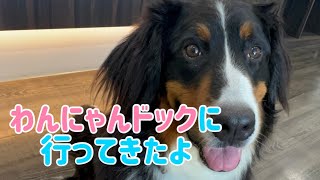 【多頭飼いの日常】バーニーズマウンテンドッグ ２歳の来ちゃん　健康診断に行ってきた！【Bernese Mountain Dog】