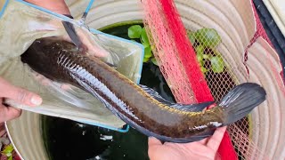 ഇതാണ് മക്കളെ നാടൻ കണ്ണൻ 😳 Big size Snakehead fish