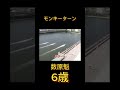 探偵ナイトスクープ杯 モンキーターン（数原魁）