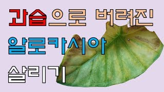 과습으로 버려진 알로카시아 살리기