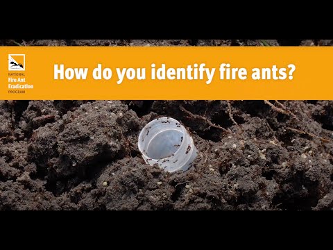 What is the scientific name of the fire ant?