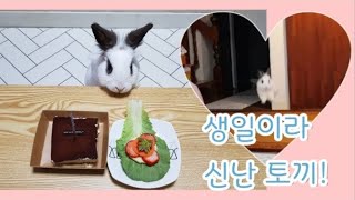 [반려토끼Vlog] 생일이라 신난 토끼!