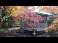 東京紅葉散歩　大田黒公園　2020 12 11 37