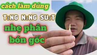 cách làm đúng giúp lúa TO ĐÒNG TĂNG NHIỀU HẠT TRÊN BÔNG VÀ NHẸ PHÂN BÓN GỐC (9 công) l Thanhdotv