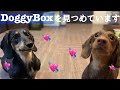 楽しすぎてカメラ目線までくれちゃった犬【ミニチュアダックスフンド】