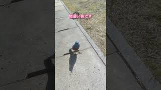 【青い鳥】一瞬でエサを盗まれた【イソヒヨドリ】