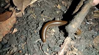 Unlocking Nature's Secrets: Mastering the Art of Night Worm and Millipede Spotting