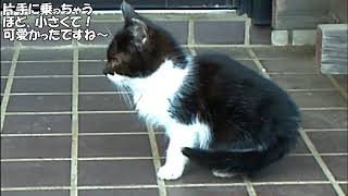 可愛らしい「ノラの子猫」＃17 保護当時のバットをクローズアップして編集しました=^_^=