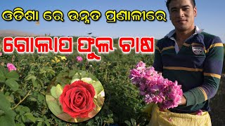 ଓଡିଶା ରେ ଉନ୍ନତ ପ୍ରଣାଳୀରେ ଗୋଲାପ ଫୁଲ ଚାଷ ! Rose Harvesting ! Rose cultivation Odisha !