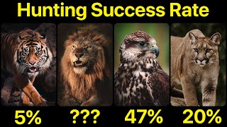 Animal Hunting Success Rate