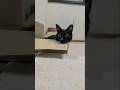 箱猫あくび🐱 - Cats Yawning in a box - #shorts #s #cat