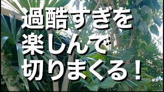 過酷すぎるのに楽しい、友人宅の剪定作業！ part1