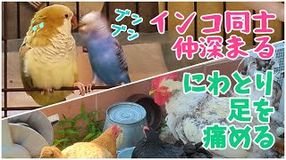 インコ同士は仲深まり、にわとりは足を痛める