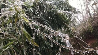 Strong cold snap turns Asia's biggest bamboo forest into ice land