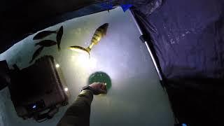 Ice Fishing for Lake St Clair Perch