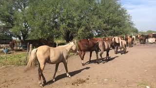 RANCHOLAROSA.YEGUAS SALIENDO DEL CORRAL(EJEMPLARES EN VENTA)#CUARTODEMILLA18 de noviembre de 2019