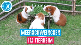 Meerschweinchen im Tierheim