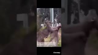 مضاربة كناغر... fighting kangaroo