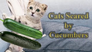 Cats Scared by Cucumbers Compilation Best Video #scaredcat