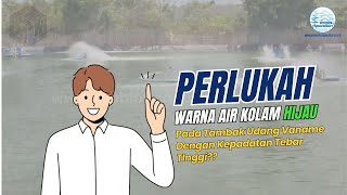 Perlukah Warna Air Kolam Hijau Pada Tambak Udang Vaname Dengan Kepadatan Tebar Tinggi?? PART 1