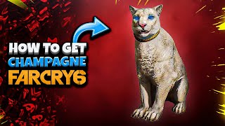 How to Get Champagne - Far cry 6 Tips & Tricks
