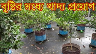 গাছে খাদ্য/সার ব্যাবহার  করার পর যদি বৃষ্টি হয় তাহলে কি করবেন | শীতকালে গাছের পরিচর্যা