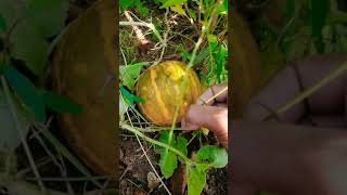 village food growing with organic fertilizers 🥝#srilanka #agriculture #food