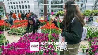 Tulip Day in S.F. fills Union Square with vibrant color
