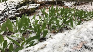 ชีวิตในอเมริกา wild garlic ,Ramps เก็บผักป่าต่างแดน เก็บกระเทียมป่าปกคลุมไปด้วยหิมะ