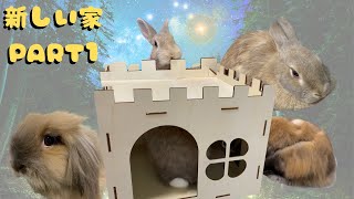 1088【プレゼント①】ミニウサギとアメファジは新しい家を手に入れた　～Bunnies are getting new house Part 1～