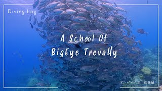 A School Of BigEye Trevally Jack / ギンガメアジトルネード  4K