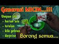 UMPAN JITU MANCING LELE HARIAN DAN LELE LIAR BAHAN DASAR JANGKRIK GENERASI MICIN ‎@linsang degil