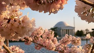 일본 다음으로 제일 큰 #벚꽃축제 🌸 #shorts #벚꽃놀이 #cherryblossom#쇼츠