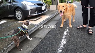 【ボストンテリア  ボステリ】青い瞳のネロ　突然の雨　2023.8.23