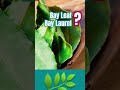 🪴 what is a bay leaf what is a bay laurel 🪴where do bay leaves come from bayleaf bayleaves