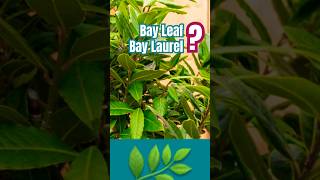 🪴 What is a Bay Leaf? What is a Bay Laurel? 🪴Where do Bay Leaves come from? #bayleaf #bayleaves