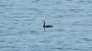 Zampullín cuellirrojo (Podiceps auritus). Canal de Hano, Santoña. Febrero 2023.