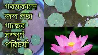 গরমকালে পদ্ম গাছের কিভাবে যত্ন নেবো। তারa to z পরিচর্যা।How to take care of lotus tree in summer...