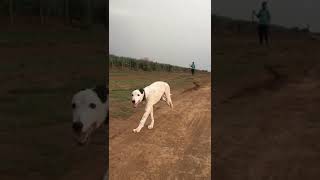 Warming up | NUKRA CHITTA cha Baccha | Maharashtra Greyhound|Greyhound dog|Dog race