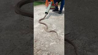 सांप को कैसे पकड़े how to snake rescue #viral