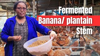 How to ferment banana/ plantain stem using salt as feed for poultry. To improve egg production.