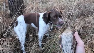 chasse à la bécasse Sakura épagneul breton