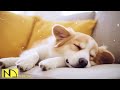 20時間子犬睡眠音楽🎵分離不安解消音楽🐶子犬休憩音楽、出勤時に子犬に必要な音楽💖子犬ストレス解消音楽🎵日本子犬休憩音楽