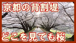 2019年4月7日　京都　八幡市　背割堤　桜　kyoto cherry biossoms