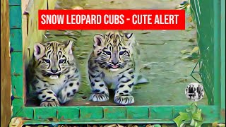 Cute Alert - Snow Leopard cubs