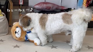 【シーズー】うれしくてお友達に報告しちゃう愛犬がこちらです！【犬Vlog】