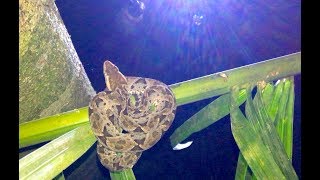 Deadly Fer-de-Lance Viper Coiled up a Tree